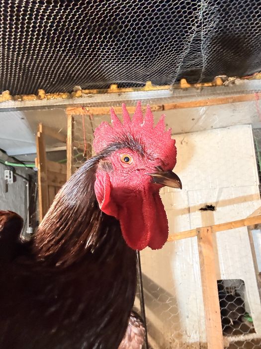 para o fim do ano  ovos galados rhode island red