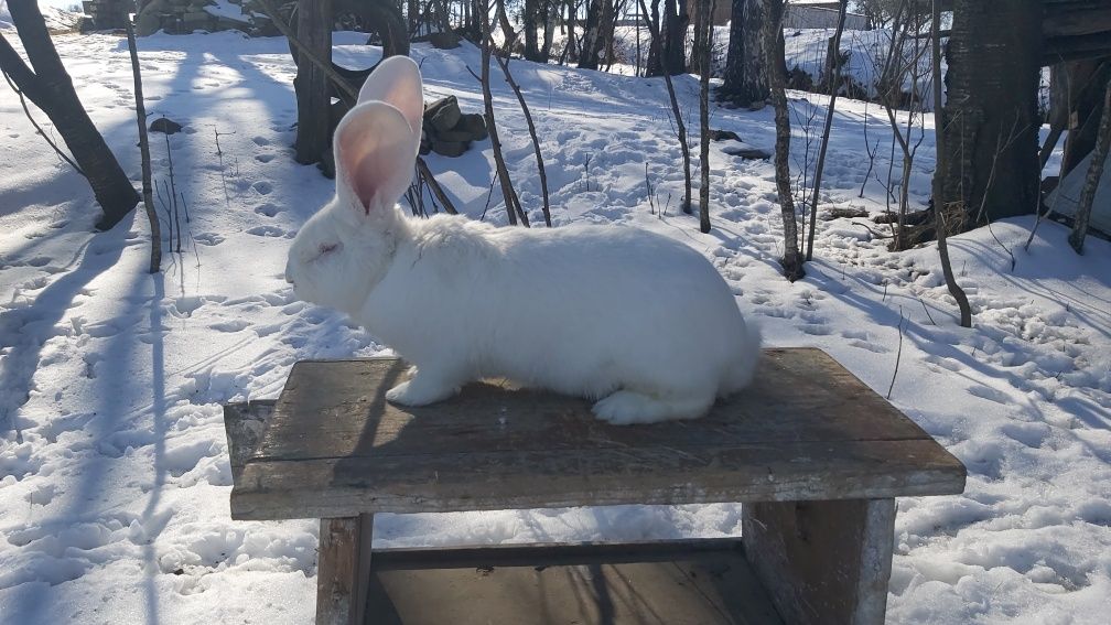 Молодняк кроликів білий велетень