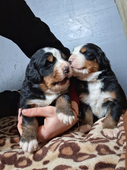 Sunia bernenski pies pasterski