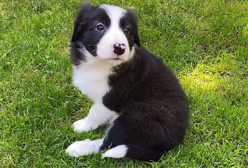 Piesek Border Collie FCI, ZKwP