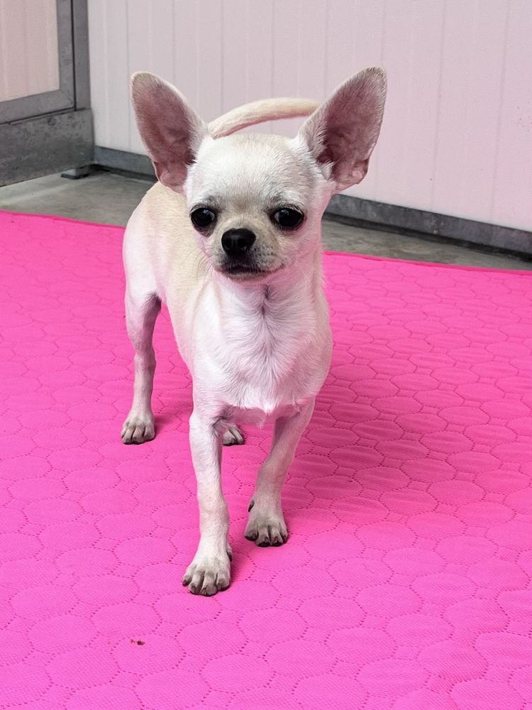 Chihuahua Macho Pelo curto