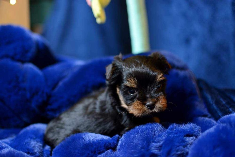 Yorkshire terrier ciemna sunia mini