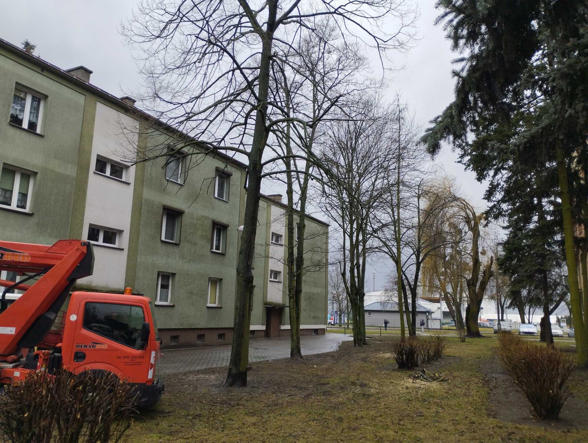 Wycinka i pielęgnacja drzew, certyfikowany inspektor, ornitolog