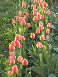 Цибулини тюльпани квіти