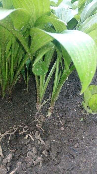 Хоста хоста хоста