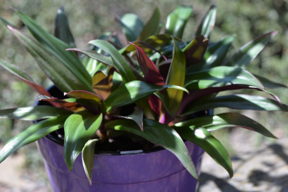 Традесканція покривальчаста, Рео (Tradescantia spathacea compacta)