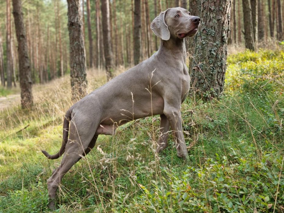 Wyżeł Weimarski szczenię