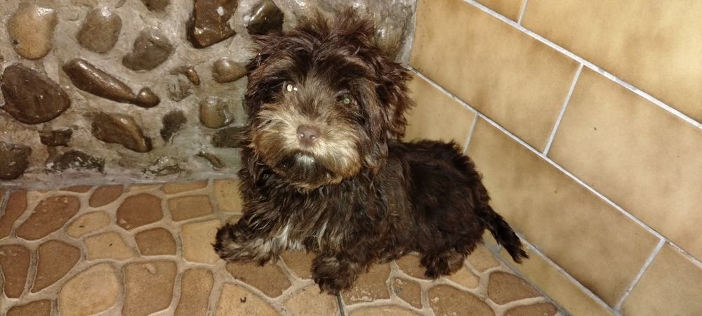Yorkshire terrier czekolada Zarezerwowany