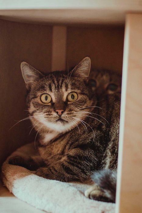 Brzoskwinka wygrała życie teraz szuka swojego miejsca w świcie