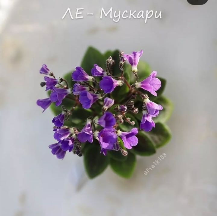 Фіалки, дітки фіалок, міні фіалки, мікро фіалки, мини фиалки, микро