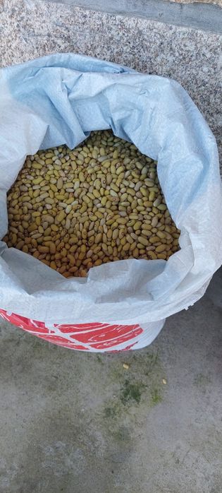 Feijões para venda