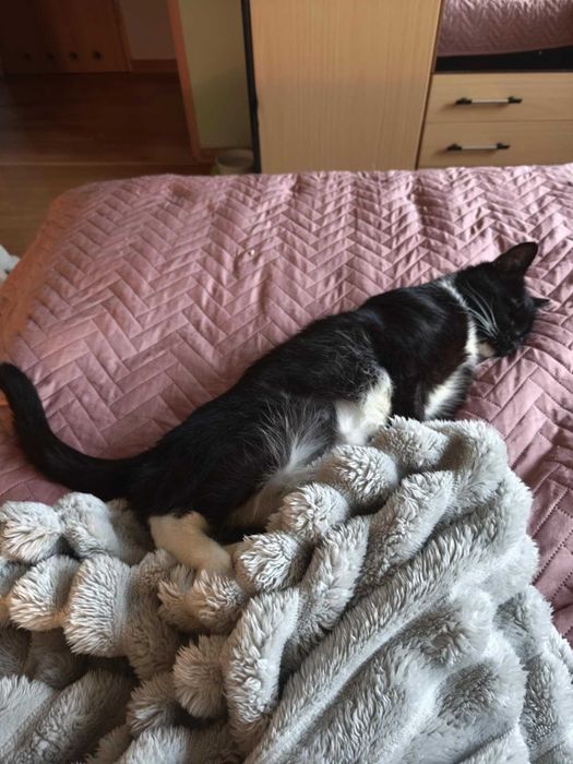 BENIA  - wojowniczka po przejściach szuka domku na zawsze!