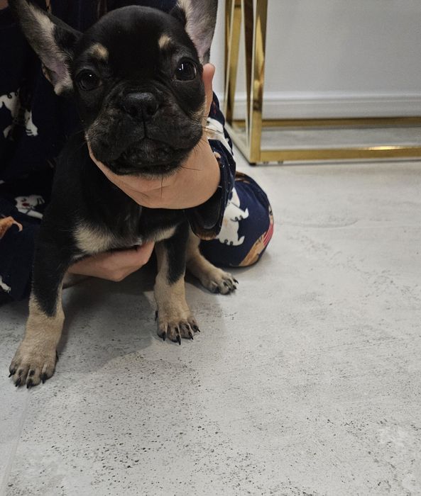 Buldog francuski suczka