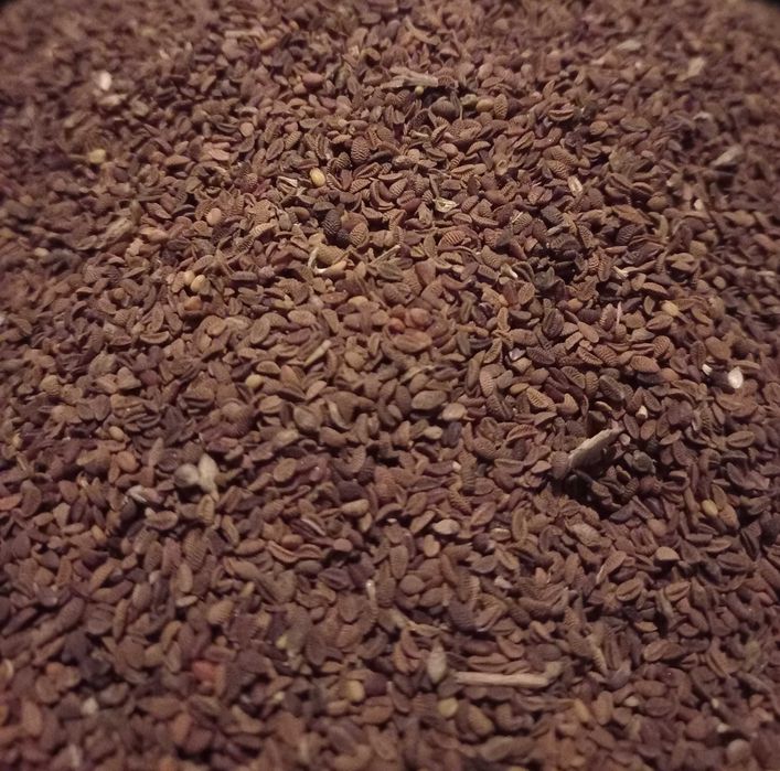 Facelia błękitna sprzedam