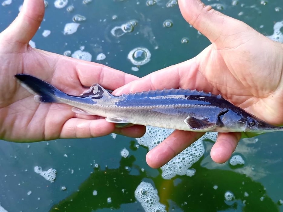 Lin kroczek 6-8 sztuk na kg karp amur szczupak jesiotr