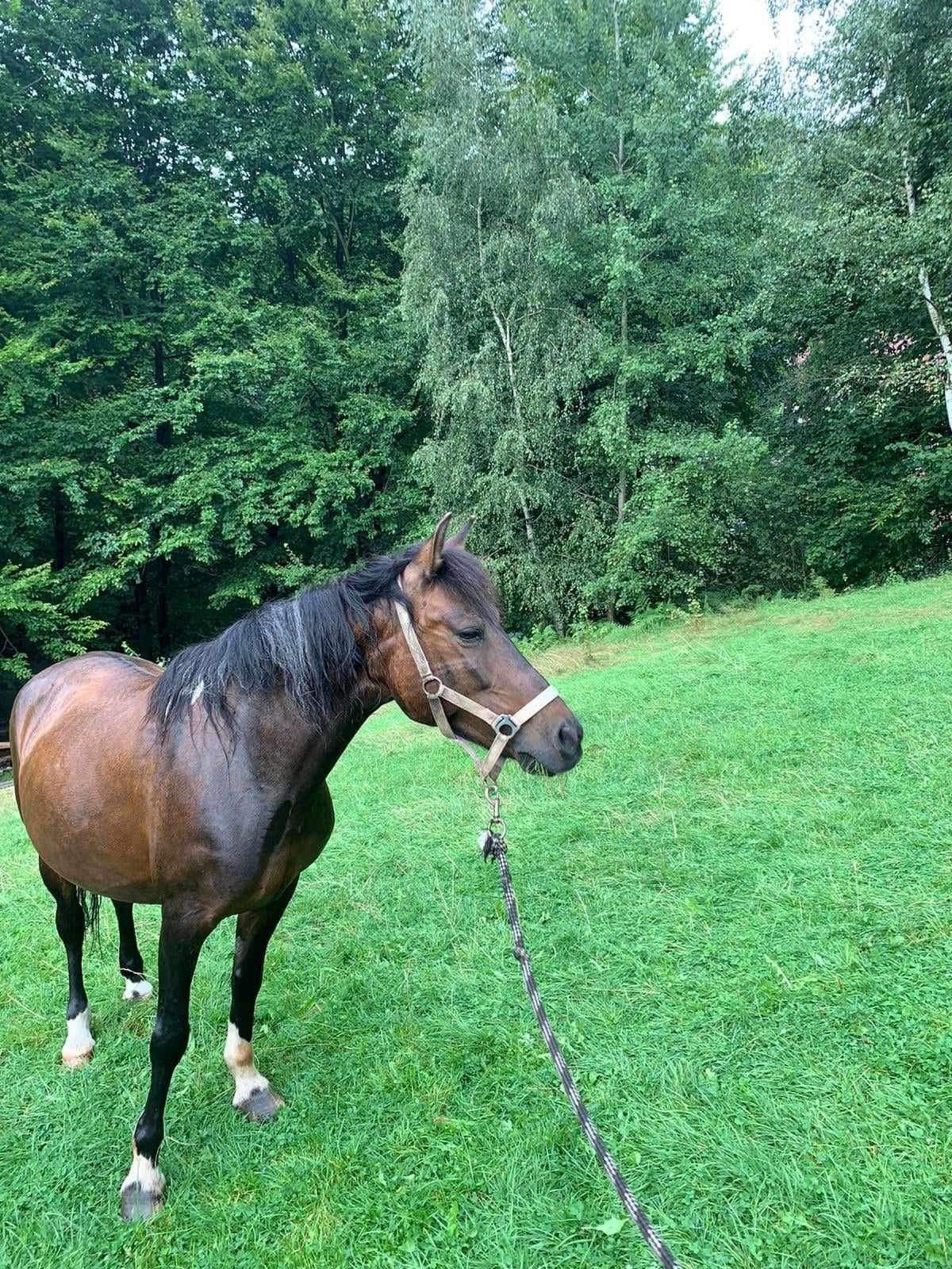 Sprzedam urodziwą 18-letnią klacz huculska