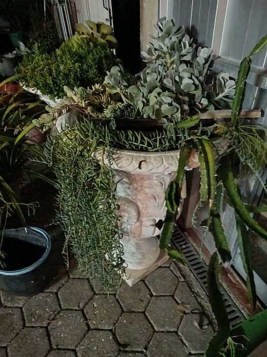 Conjunto vasos jardim