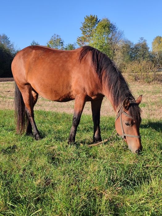 Молода робоча кобила