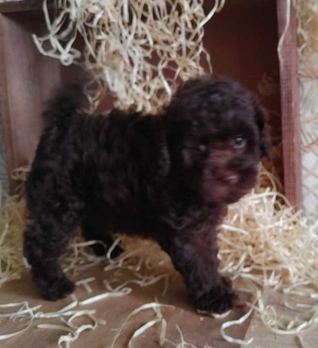 Роскошная крошка-девочка Шоколадного Той пуделя из Киева