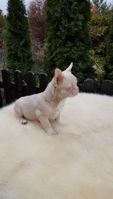 Французький бульдог пінк