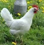 Jaja lęgowe  Leghorn