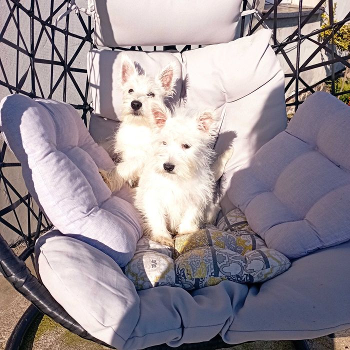 Małe kuleczki West highland white terrier