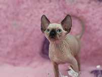 Kot sfinks sphinx