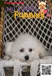 Maltipoo śliczna dziewczynka