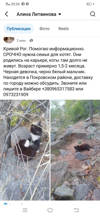 Красивые котята даром. Кот. Кошка. Котенок. Бесплатно