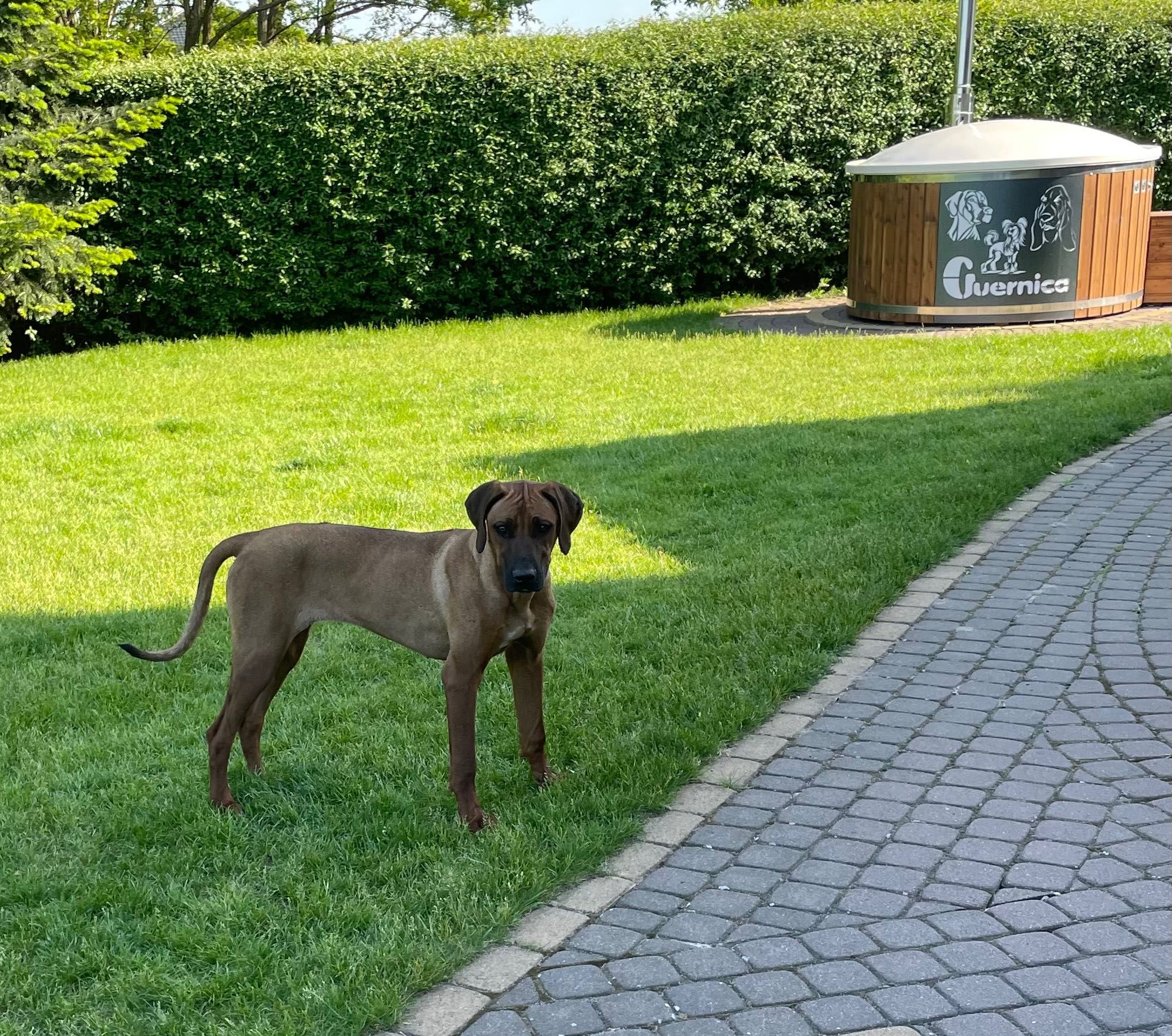 Rhodesian Ridgeback LIKWIDACJA HODOWLI HURYS wybitnie wystawowa suczka