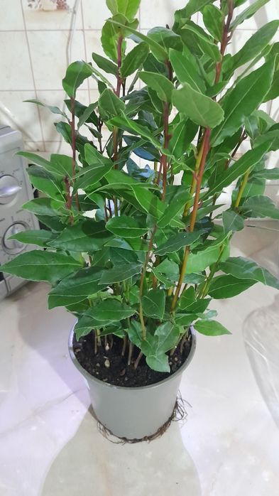 Дуже гарні кущики лавра