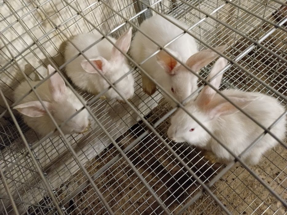 Кроли Панон, Колифорнийский