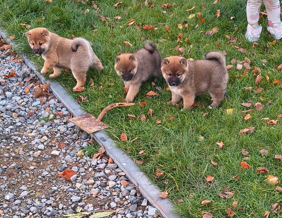 Cudny piesek shiba inu