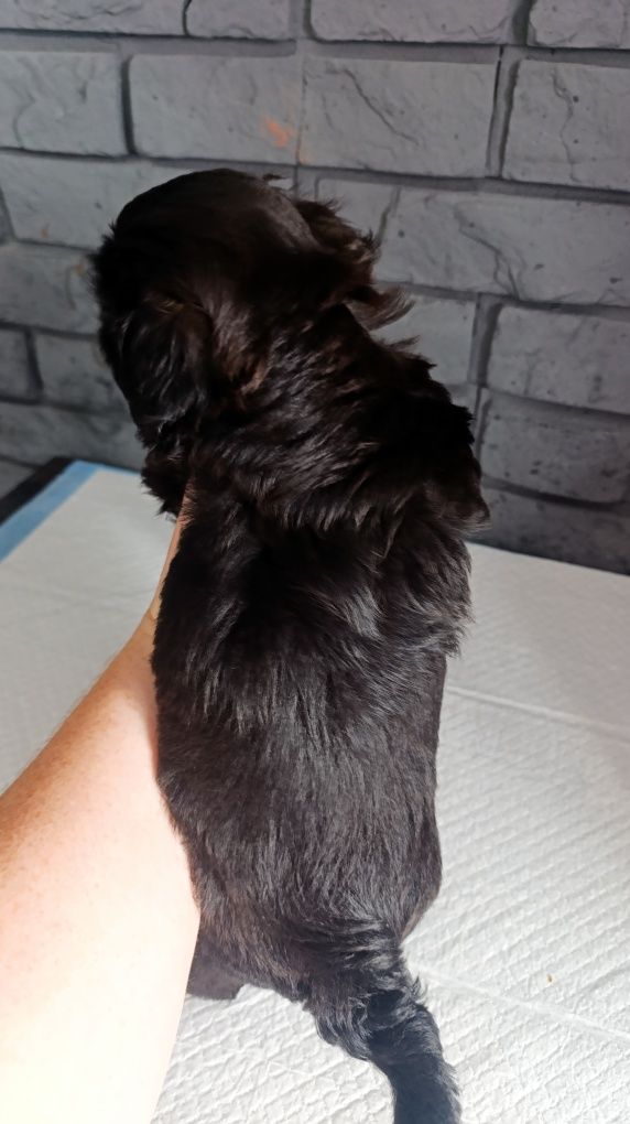 Śliczny shih tzu piesio.Juz do odbioru.