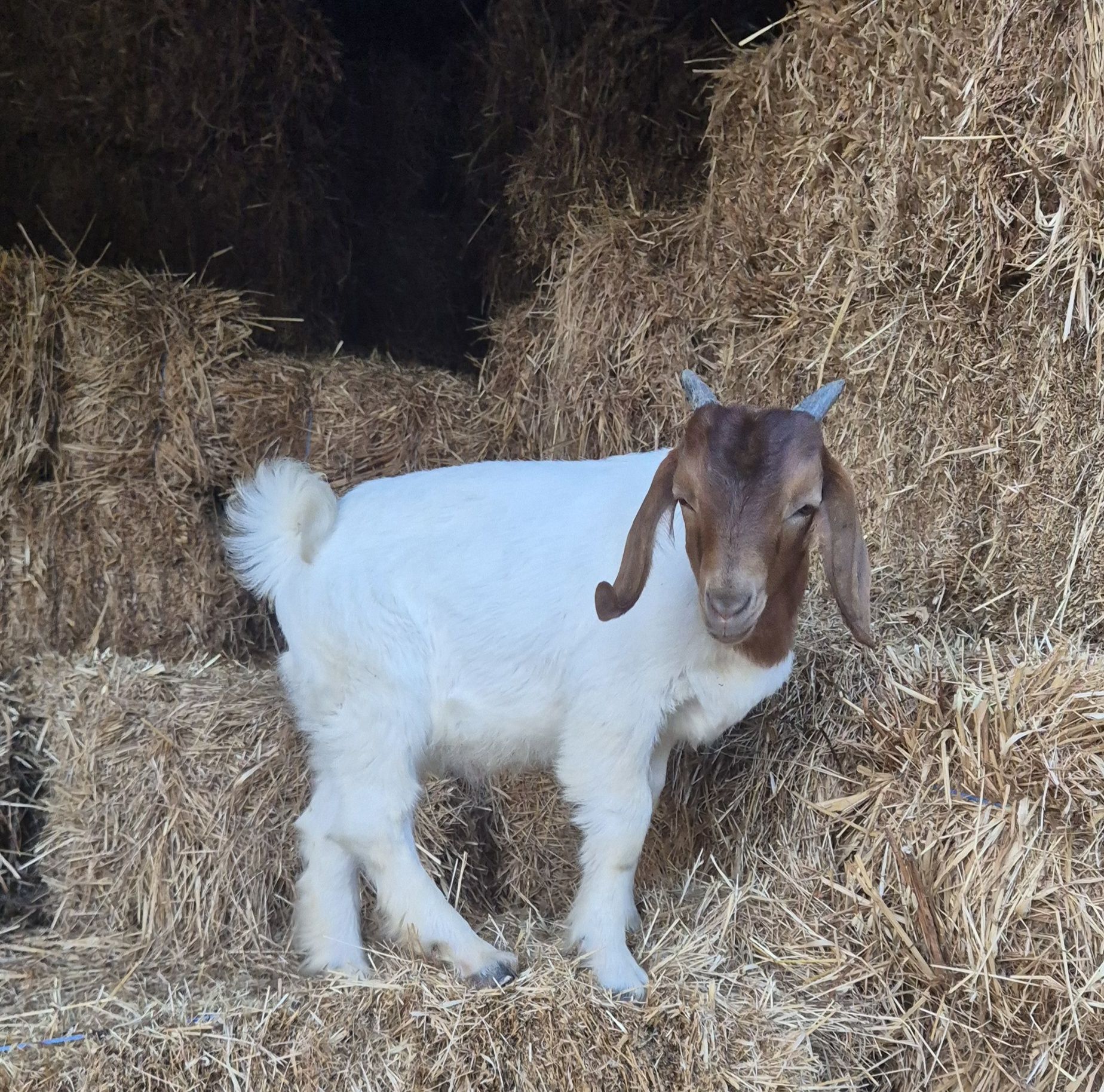 Cabrito boer puro