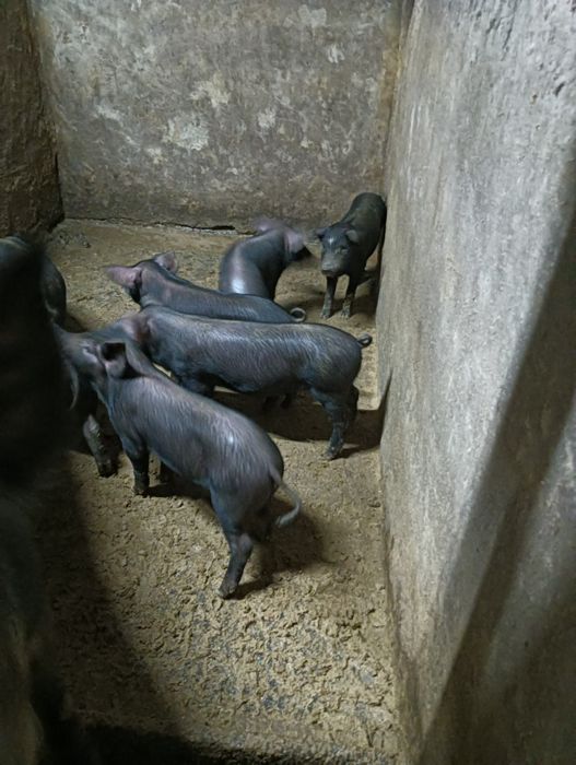Leitões para assar/ criar
