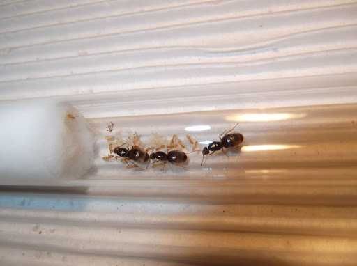 Rezerwacje trwają: Lasius flavus – zółte mrówki | Mrowkownia