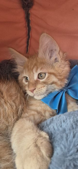 REZERWACJA  Świąteczny słodziak Dorian