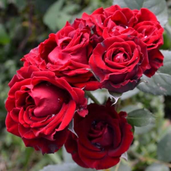 Саджанці бордюрних троянд/Саженцы бордюрных роз (высота 25-35 см)