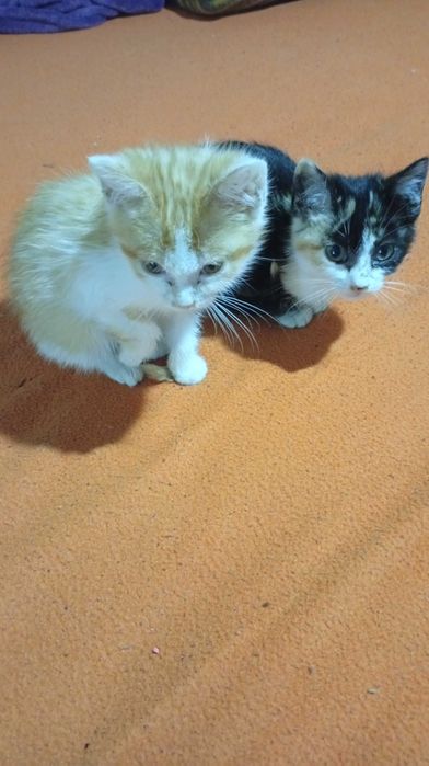 Doação de gatinho vacinado,desparasitados,com boletim veterinário
