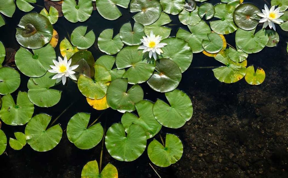 Nenufar Branco e Rosa ( Inverno e verao )