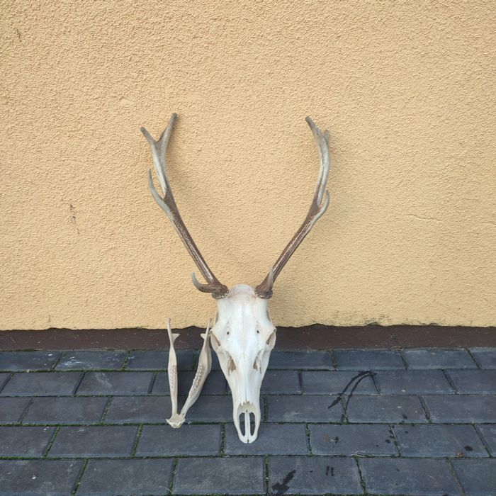 Wieniec poroże jelenia