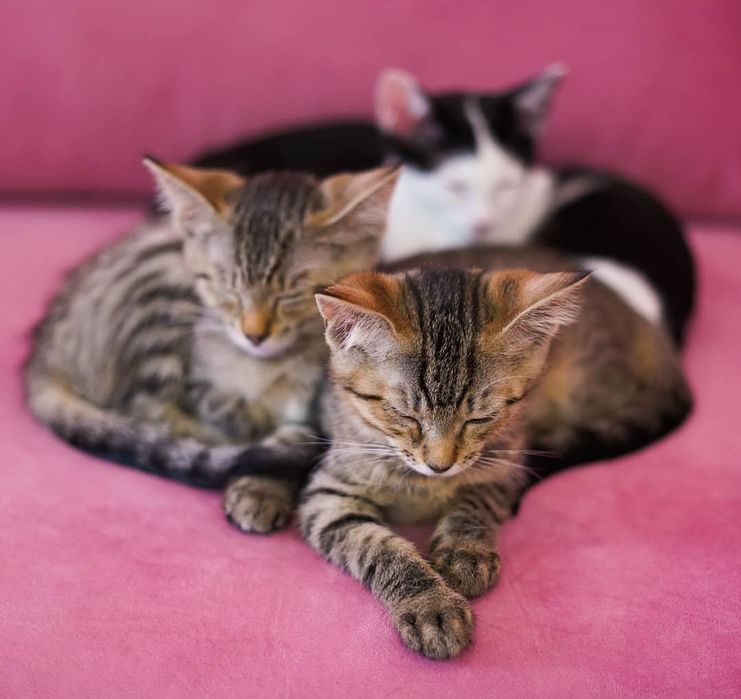 Тигровые котята бесплатно