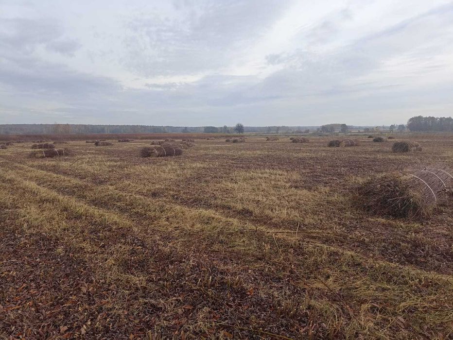 Wiklina zielona 2025