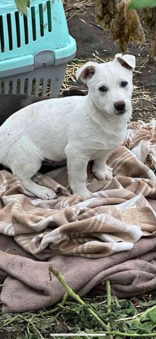 Цуценя хлопчик 5 кг