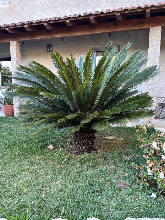 Palmeira Cyca Revoluta