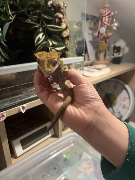 Samuec gekona orzesionego z teraruim.