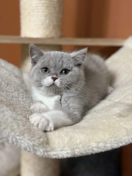 Kotka Brytyjska Bicolor Liliowa Szara Kicia Do Odbioru