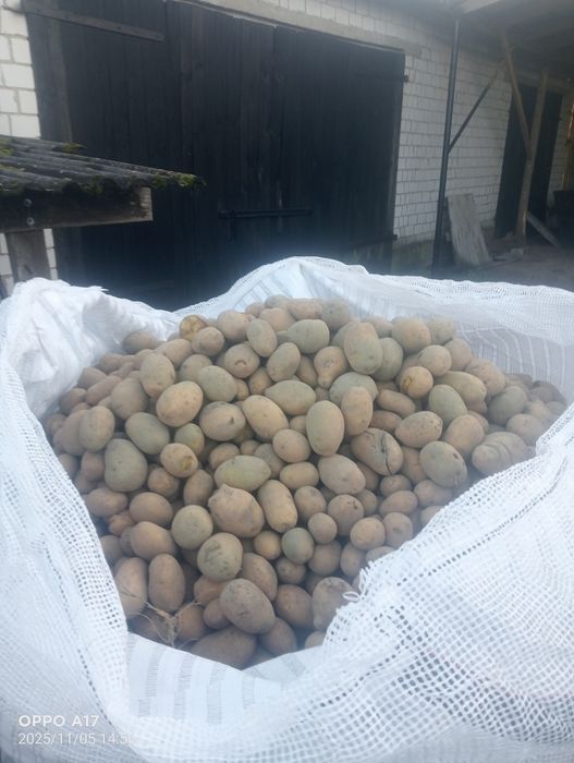 Sprzedam ziemniaki paszowe