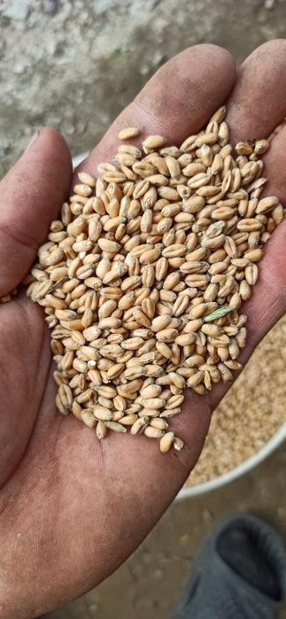 Pszenica  pszenżyto do siewu